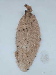 Metapolybia