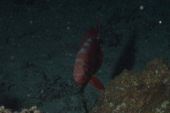 Priacanthidae