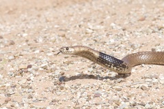 Pseudonaja aspidorhyncha