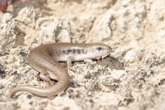 Cyclodomorphus venustus