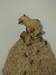 Metapolybia