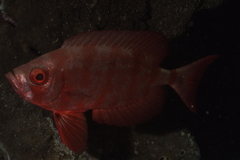 Priacanthidae