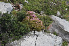 Lampranthus falciformis