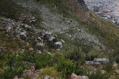 Lampranthus falciformis