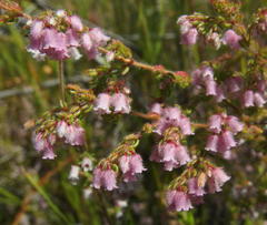 Ephebus