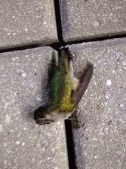 Archilochus colubris