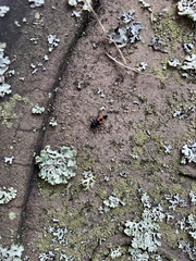 Harmonia axyridis