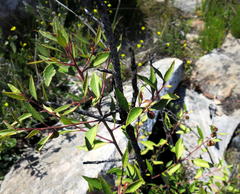 Maytenus acuminata acuminata