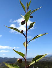 Maytenus acuminata acuminata