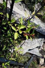 Maytenus acuminata acuminata