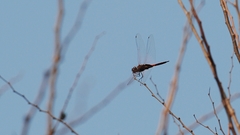 Tramea transmarina euryale