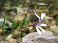 Pelargonium laevigatum laevigatum