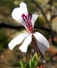 Pelargonium laevigatum laevigatum