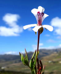 Pelargonium laevigatum laevigatum