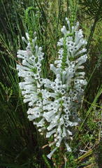 Erica colorans