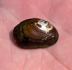 Toxolasma cylindrellum