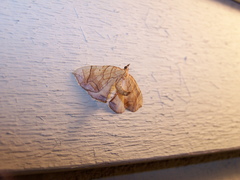 Eulithis gracilineata