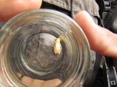 Dendropsophus sanborni