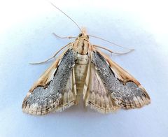 Loxostege albiceralis