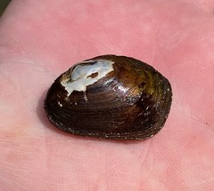 Toxolasma cylindrellum