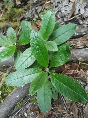 Linochilus tenuifolius