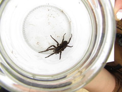 Aglaoctenus oblongus