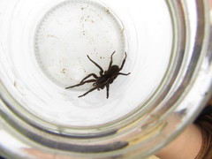 Aglaoctenus oblongus