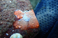 Watersipora subtorquata