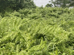 Diplazium esculentum