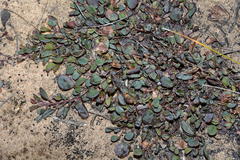 Indigofera sp3