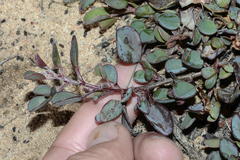 Indigofera sp3