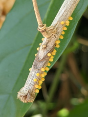 Cethosia penthesilea