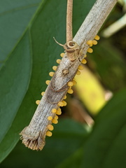 Cethosia penthesilea