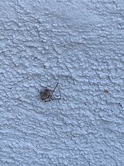 Latrodectus geometricus