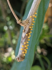 Cethosia penthesilea