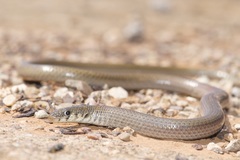 Delma molleri