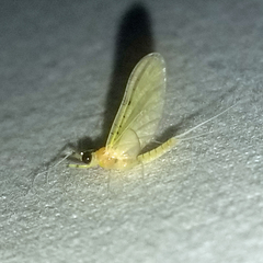 Stenacron interpunctatum heterotarsale