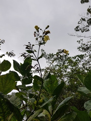 Macrocarpaea valerioi