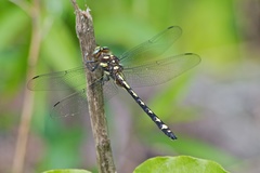 Cordulegaster obliqua