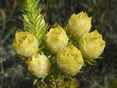 Leucadendron laxum