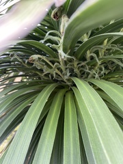 Argyroxiphium grayanum