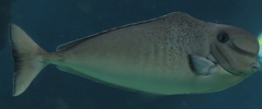 Naso tonganus
