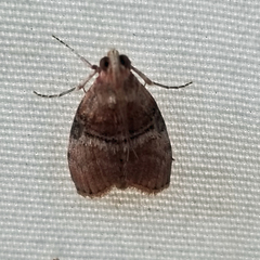 Pococera maritimalis