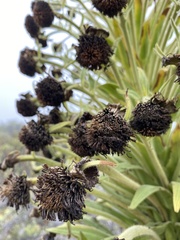 Argyroxiphium grayanum