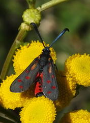 Neurosymploca caffra