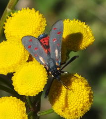 Neurosymploca caffra