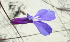 Lobelia chamaepitys