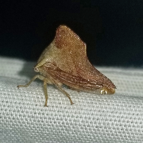 Sycamore Treehopper photo 2
