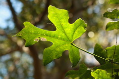 Brachychiton australis