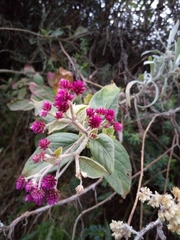 Alternanthera porrigens